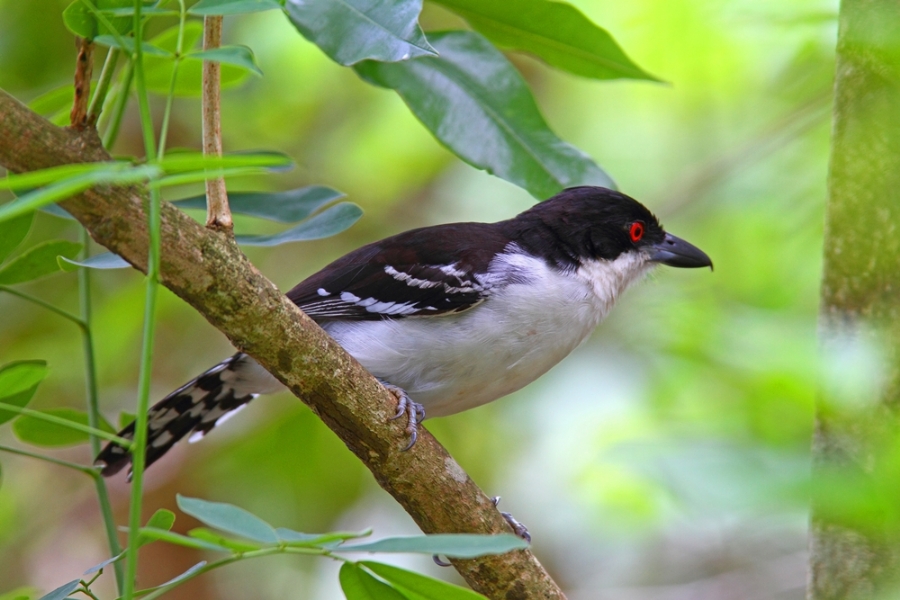 008.24 - Pacote Observação de aves  - Aymara & Jardim da Amazônia